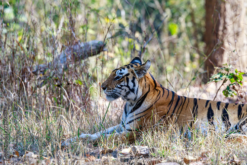 Kanha National Park  India - Bengal Tiger  Panthera tigris tigris  in the jungle