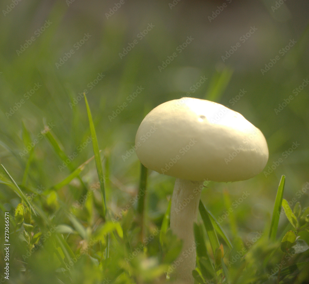 champignon blanc en automne dans l'herbe champignon blanc en automne dans l'herbe