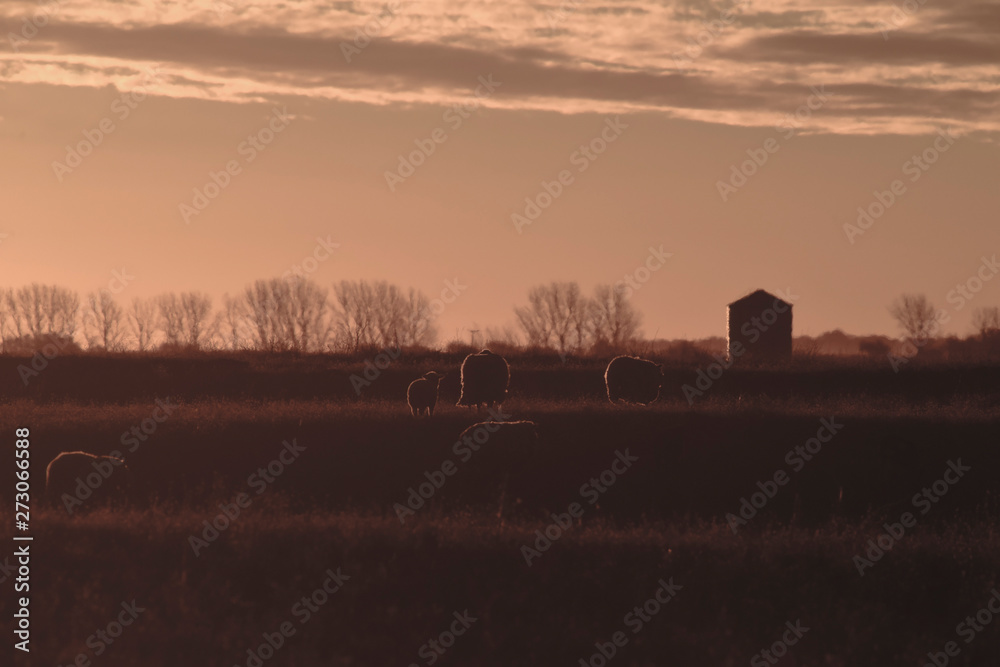 Fototapeta premium Sheep in rural sunset landscape,Patagonia,Argentina