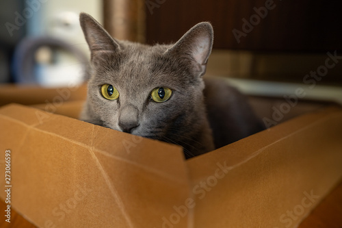 Cute cat in the box