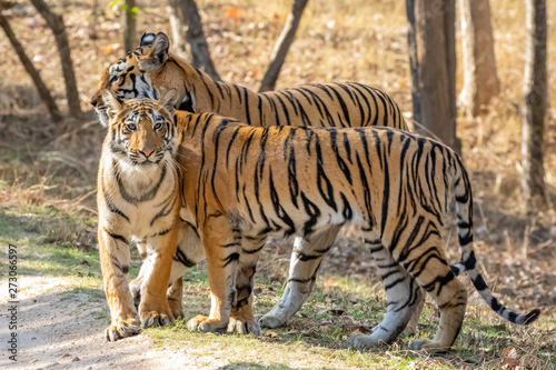 Bandhavgarh National Park, India - Bengal Tiger (Panthera tigris tigris)