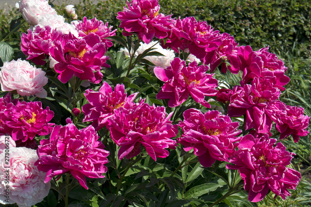 common peony, or garden peony, is a species of flowering plant in the family Paeoniaceae, native to France, Switzerland and Italy.