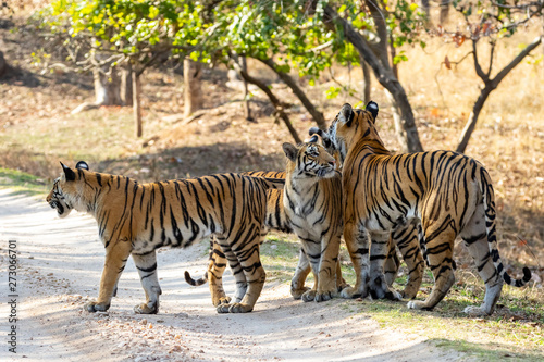 Bandhavgarh National Park  India - Bengal Tiger  Panthera tigris tigris 