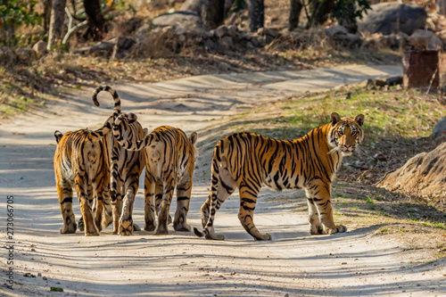 Bandhavgarh National Park, India - Bengal Tiger (Panthera tigris tigris) photo