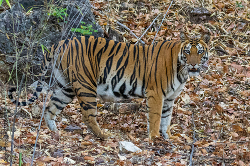 Bandhavgarh National Park  India - Bengal Tiger  Panthera tigris tigris 