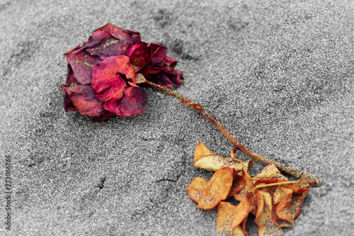 Flor muerta en la arena photo