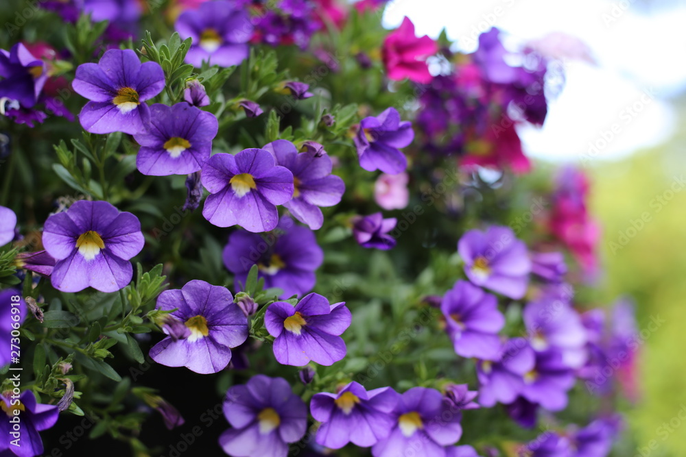 purple flowers in the garden