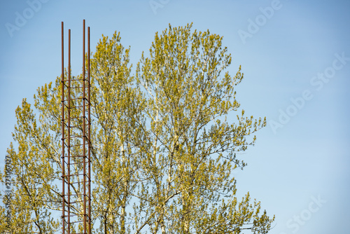 Long construction stud on a tree background photo