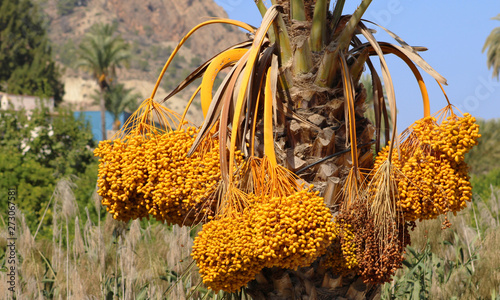 Palmera con dátiles