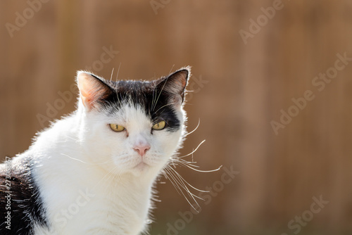 House cat portrait