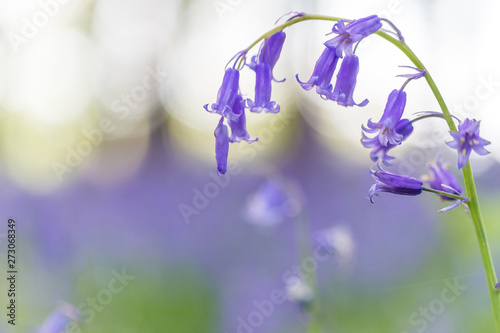 A single bluebell in a beech tree forest
