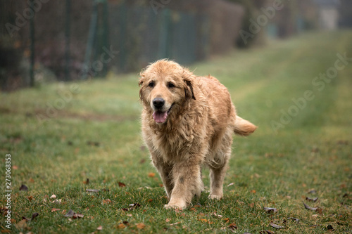 old golden retriever dog