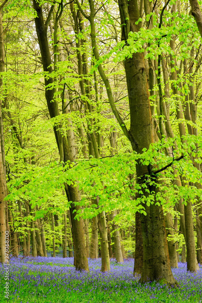 Obraz premium Bluebell carpet in a beech tree forest