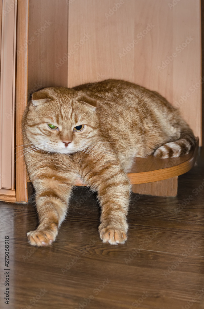 beautiful Red Scottish Fold cat resting on the corner of the semicircular bottom shelf of the cabinet