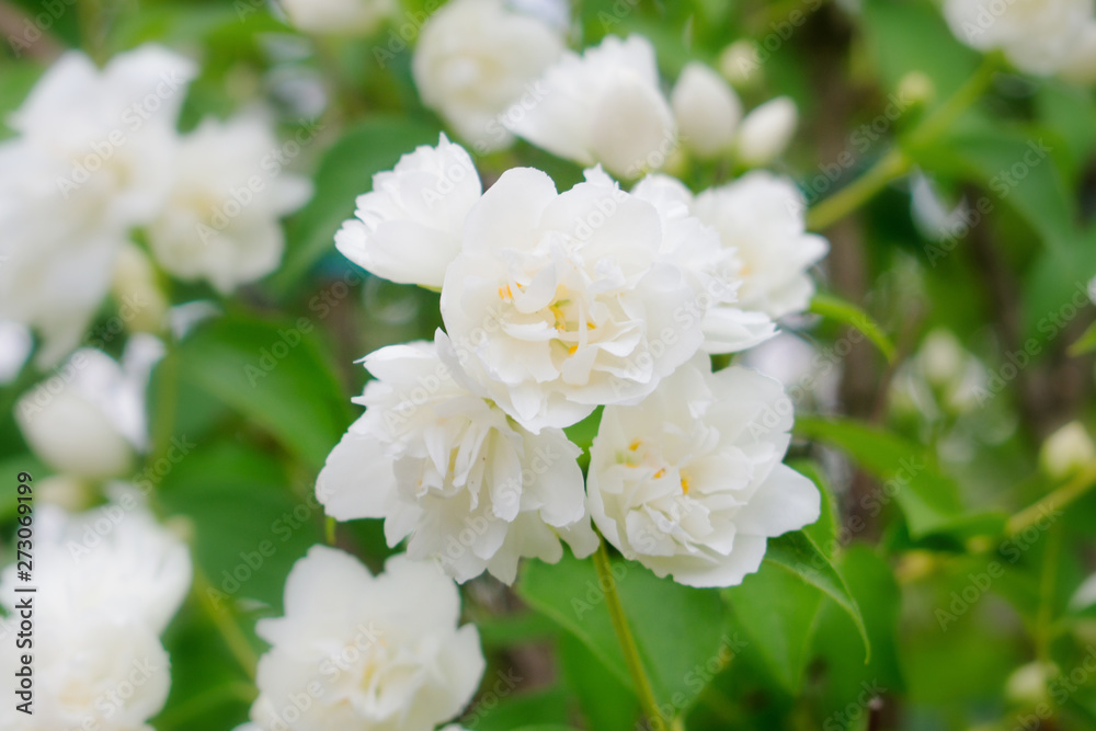 beautiful jasmine flowers on green background close up beautiful jasmine flowers on green background close up
