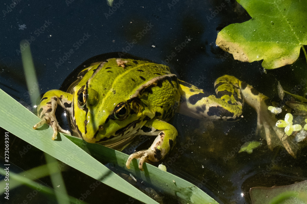 39+ Froschlaich Schwimmt Im Teich Lied, Das froschlied ist ein