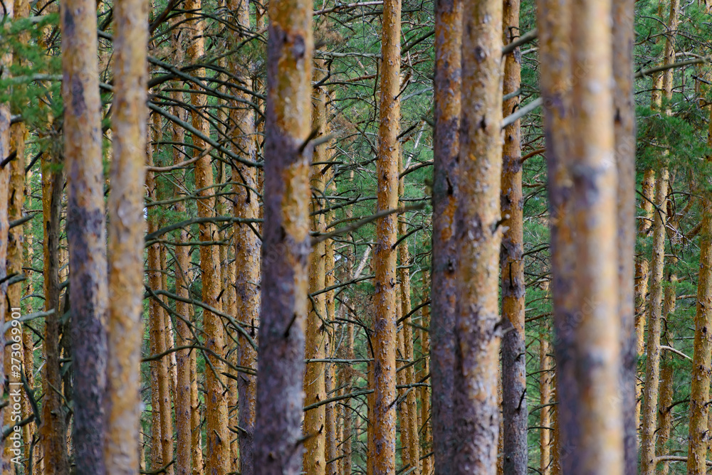 Natural background as pine forest. Trunks of trees with dry branches Natural background as pine forest. Trunks of trees with dry branches