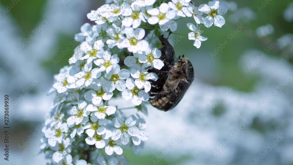 A pair of May bugs (chafer, cockchafer, beetle) on a branch of a flowering bush produce offspring. Mating games. Slow motion
