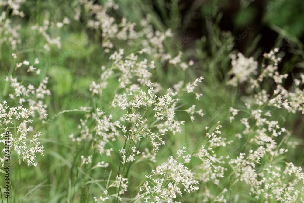Flowers of snow-white wood-rush plants, Luzula nivea. Flowers of snow-white wood-rush plants, Luzula nivea.
