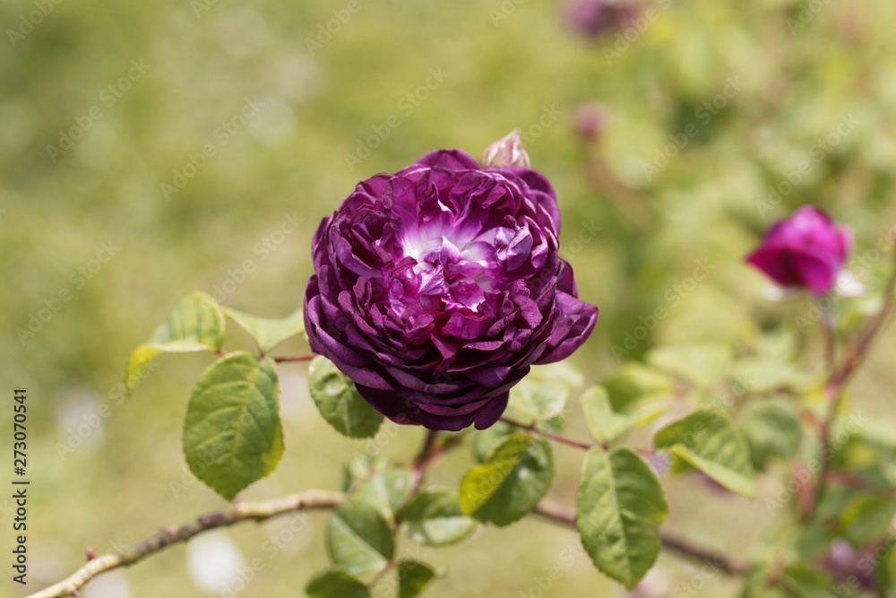 Flower of a Belle de Crecy rose Flower of a Belle de Crecy rose