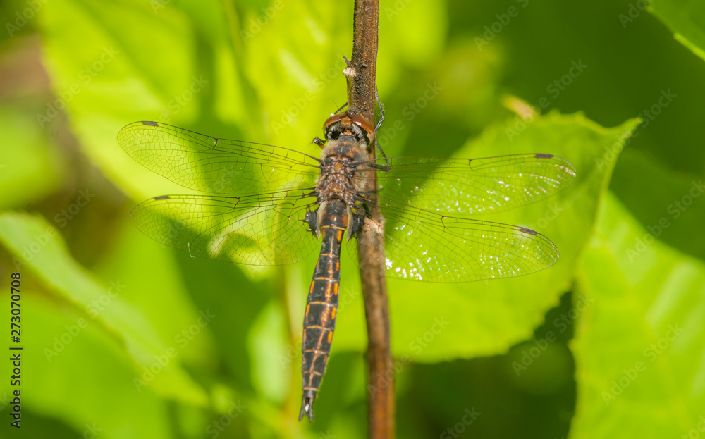 American Emerald Dragonfly American Emerald Dragonfly