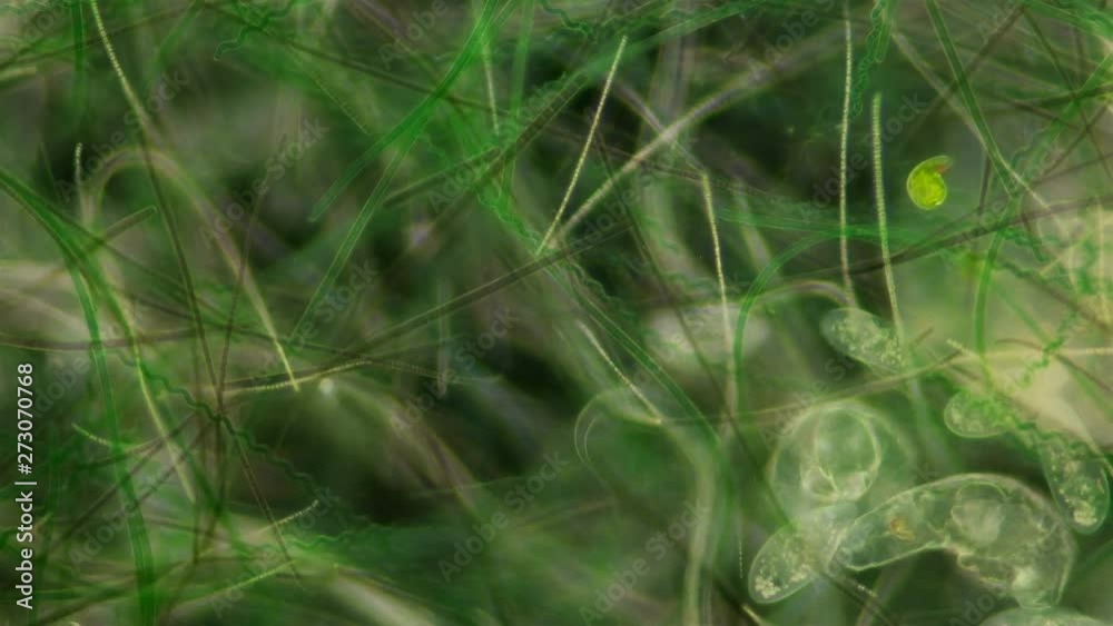 algae under the microscope, the movement of a large number of algae in accelerated shooting, the movement of various microorganisms living among them is also noticeable, infusoria, rotifer, nematode algae under the microscope, the movement of a large number of algae in accelerated shooting, the movement of various microorganisms living among them is also noticeable, infusoria, rotifer, nematode