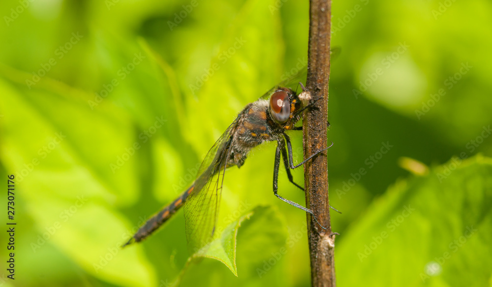Cordulia shortleffii - American Emerald - Dragonfly Cordulia shortleffii - American Emerald - Dragonfly