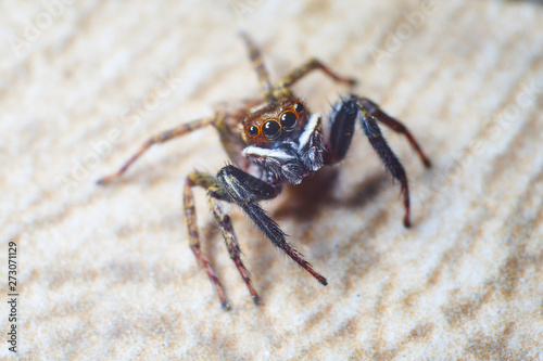 jumping spider macro photography