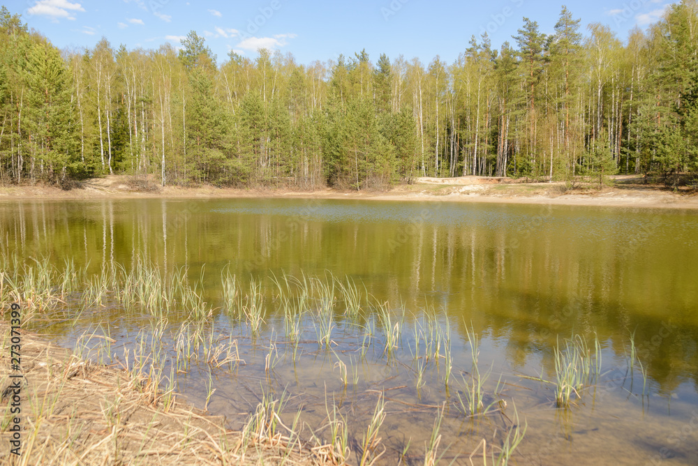Fototapeta premium lake in the forest