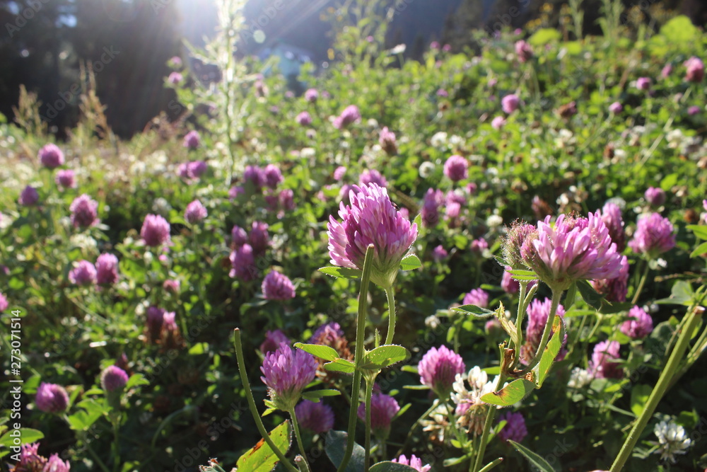 Fototapeta premium flowers in the garden