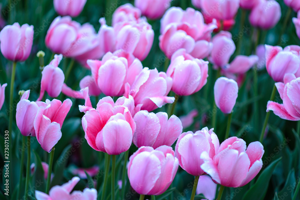 pink tulips in the garden