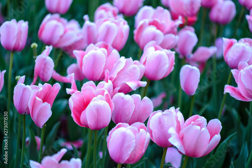 Obraz na płótnie pink tulips in the garden w salonie