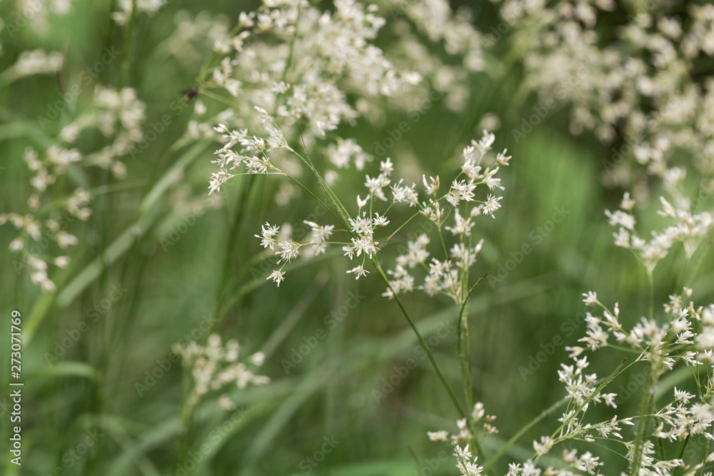 Flowers of snow-white wood-rush plants, Luzula nivea. Flowers of snow-white wood-rush plants, Luzula nivea.