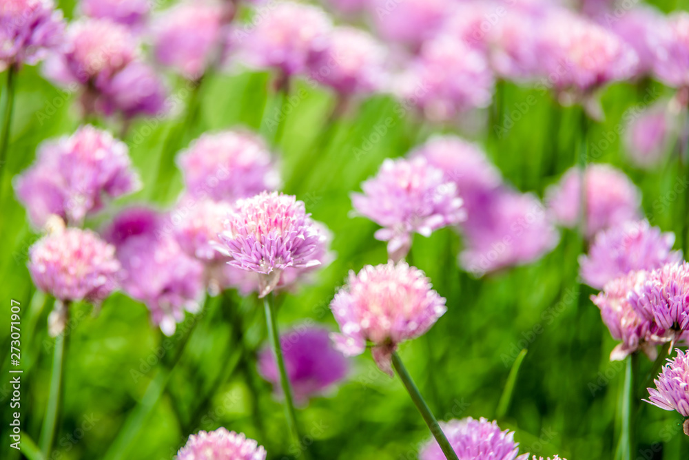 Purple flowers grow in the garden in summer Purple flowers grow in the garden in summer