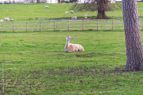 The beautiful Alpacas roaming the field. photo