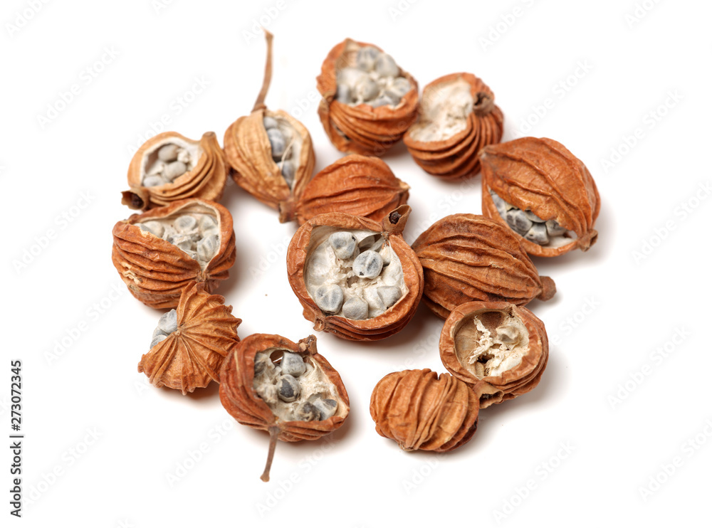 Dried Herbs, Latin name: Amomum villosum Lour. Chinese name: Xiang Sha Ren and known as Cocklebur-like Amomum Fruit, Fructus Amomi, Villous Amomum Fruit , Chinese herb medicinal on white background Dried Herbs, Latin name: Amomum villosum Lour. Chinese name: Xiang Sha Ren and known as Cocklebur-like Amomum Fruit, Fructus Amomi, Villous Amomum Fruit , Chinese herb medicinal on white background