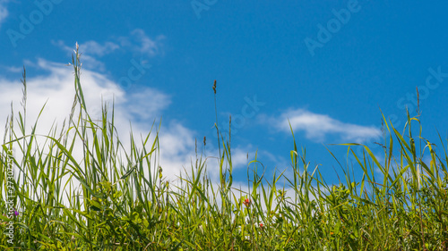 Summer Meadow under a Blue Sky