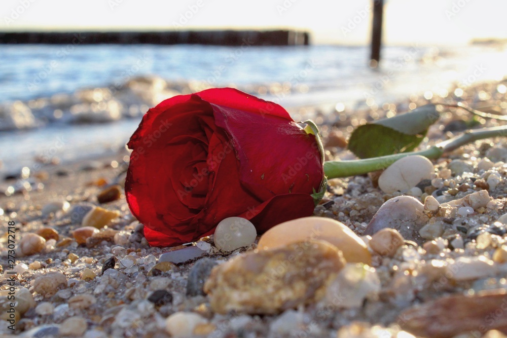 rose on the beach