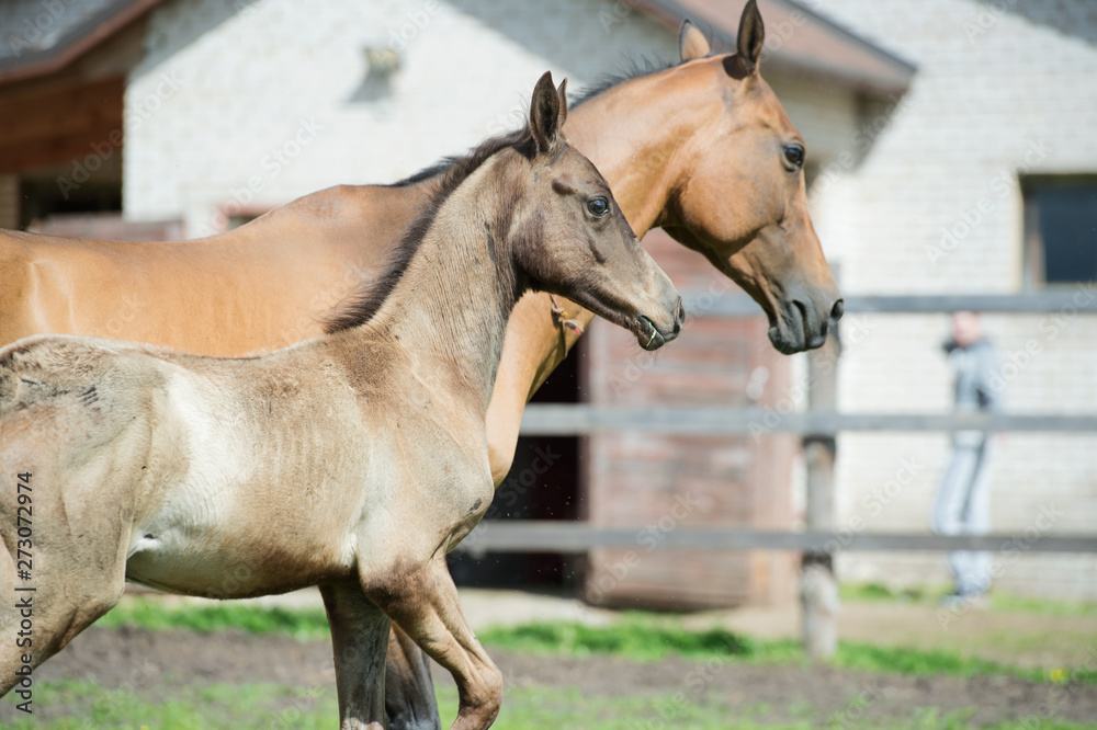 Naklejka premium running purebred akhalteke dam with foal in the paddock agaist stable