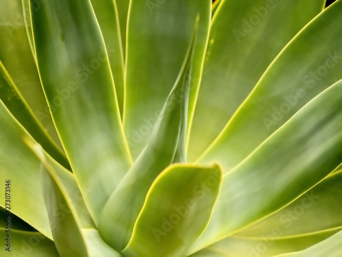 A  Aloe plant leaves as texture or background 