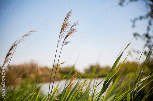 Herbes sauvages