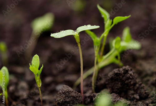 Young green pea sprout germinates from the ground