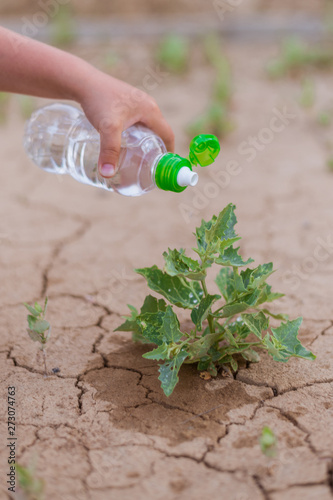 Water the plant in the desert. A child is watering a green plant from a bottle on dry ground.