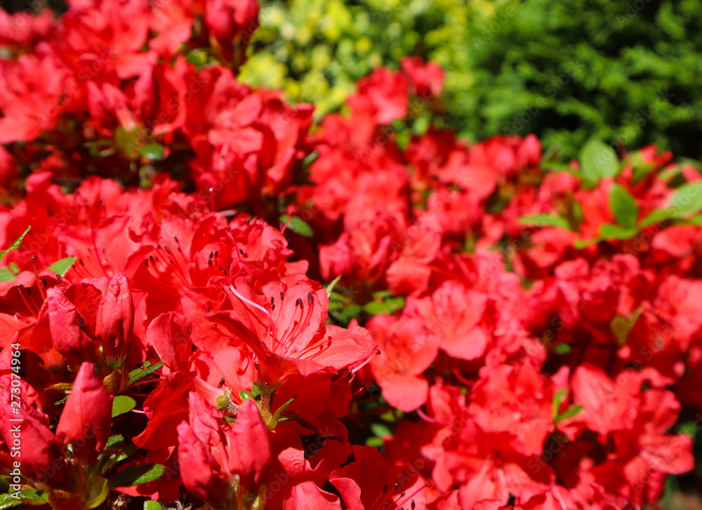 Blooming red azalea flowers in spring garden. Gardening concept. Floral background Blooming red azalea flowers in spring garden. Gardening concept. Floral background