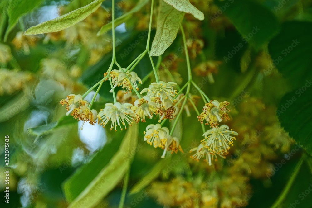 small yellow flowers with green leaves on the branches of linden small yellow flowers with green leaves on the branches of linden