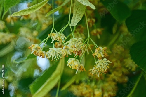 small yellow flowers with green leaves on the branches of linden