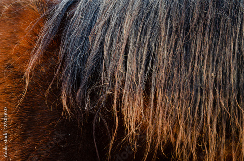 Closeup of horse hair pattern