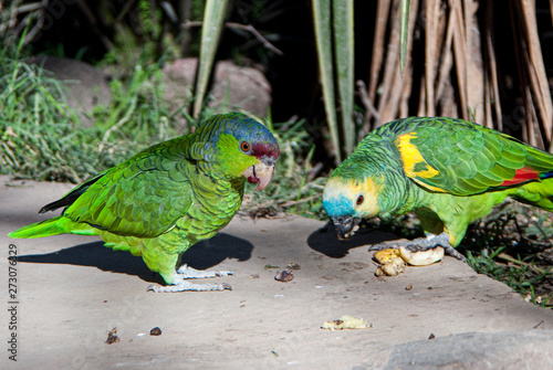 two green exotics parrots eating seeds