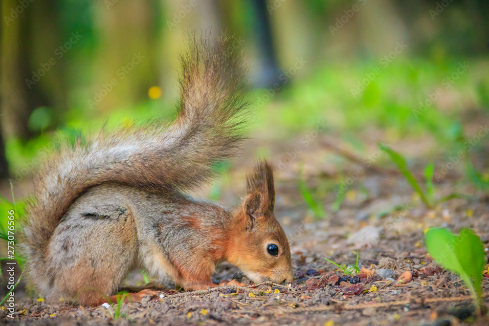 Squirrel eating a nutlet. Red squirrel. Squirrel is eating. Rodent. Animals of the park. Squirrel eating a nutlet. Red squirrel. Squirrel is eating. Rodent. Animals of the park.