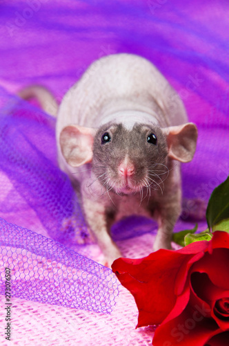 Quadro su tela Hairless rat with big ears on a pink background